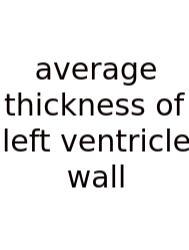 Average Thickness Of Left Ventricle Wall