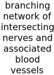 Branching Network Of Intersecting Nerves And Associated Blood Vessels
