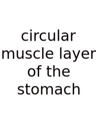 Circular Muscle Layer Of The Stomach