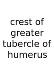 Crest Of Greater Tubercle Of Humerus
