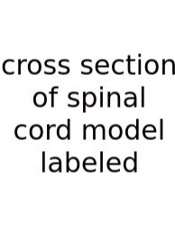 Cross Section Of Spinal Cord Model Labeled