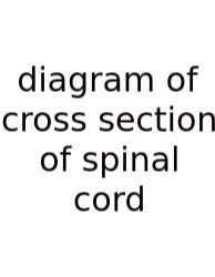 Diagram Of Cross Section Of Spinal Cord