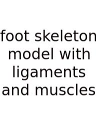Foot Skeleton Model With Ligaments And Muscles