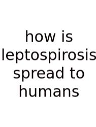 How Is Leptospirosis Spread To Humans