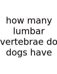 How Many Lumbar Vertebrae Do Dogs Have