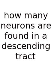 How Many Neurons Are Found In A Descending Tract