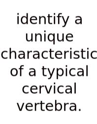 Identify A Unique Characteristic Of A Typical Cervical Vertebra.