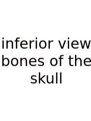 Inferior View Bones Of The Skull