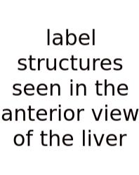 Label Structures Seen In The Anterior View Of The Liver