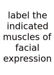 Label The Indicated Muscles Of Facial Expression