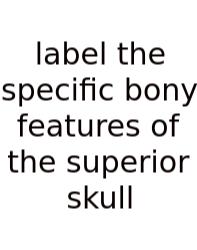 Label The Specific Bony Features Of The Superior Skull