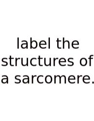 Label The Structures Of A Sarcomere.
