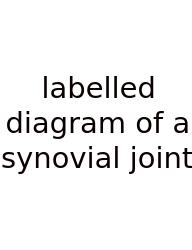 Labelled Diagram Of A Synovial Joint