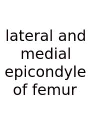 Lateral And Medial Epicondyle Of Femur