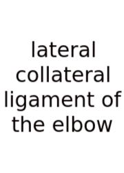 Lateral Collateral Ligament Of The Elbow