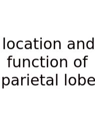 Location And Function Of Parietal Lobe