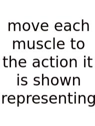 Move Each Muscle To The Action It Is Shown Representing