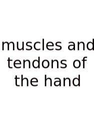 Muscles And Tendons Of The Hand