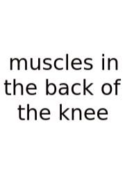 Muscles In The Back Of The Knee