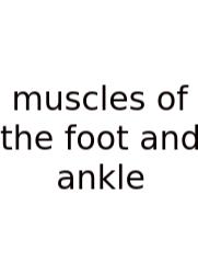 Muscles Of The Foot And Ankle