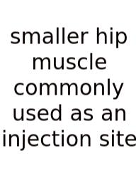 Smaller Hip Muscle Commonly Used As An Injection Site