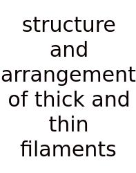 Structure And Arrangement Of Thick And Thin Filaments