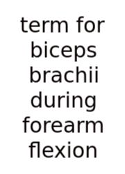 Term For Biceps Brachii During Forearm Flexion
