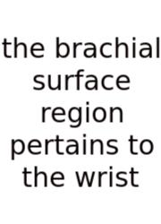 The Brachial Surface Region Pertains To The Wrist
