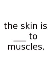 The Skin Is ___ To Muscles.