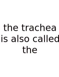 The Trachea Is Also Called The