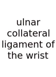 Ulnar Collateral Ligament Of The Wrist