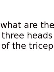 What Are The Three Heads Of The Tricep