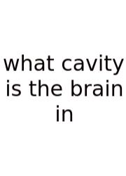 What Cavity Is The Brain In