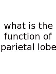 What Is The Function Of Parietal Lobe