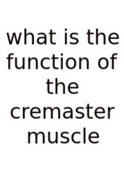 What Is The Function Of The Cremaster Muscle