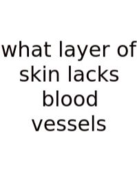 What Layer Of Skin Lacks Blood Vessels