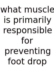 What Muscle Is Primarily Responsible For Preventing Foot Drop