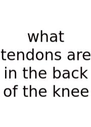 What Tendons Are In The Back Of The Knee
