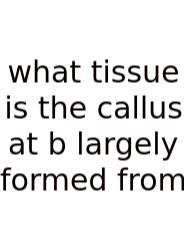 What Tissue Is The Callus At B Largely Formed From