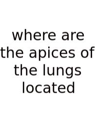Where Are The Apices Of The Lungs Located
