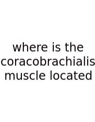 Where Is The Coracobrachialis Muscle Located