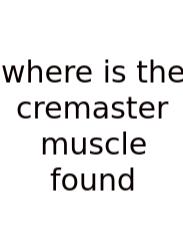 Where Is The Cremaster Muscle Found