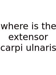 Where Is The Extensor Carpi Ulnaris