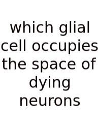 Which Glial Cell Occupies The Space Of Dying Neurons