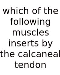 Which Of The Following Muscles Inserts By The Calcaneal Tendon