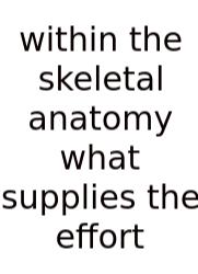 Within The Skeletal Anatomy What Supplies The Effort